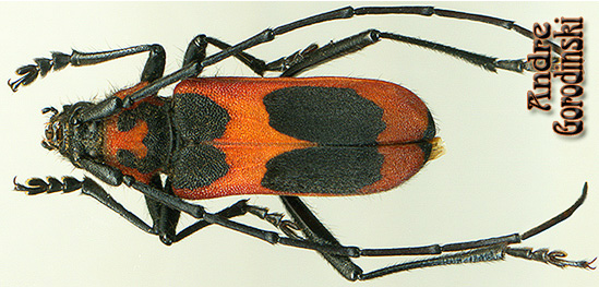 http://www.gorodinski.ru/cerambyx/Purpuricenus talyshensis.jpg